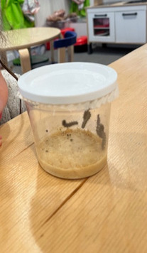 Observing caterpillars growing in a classroom habitat cup