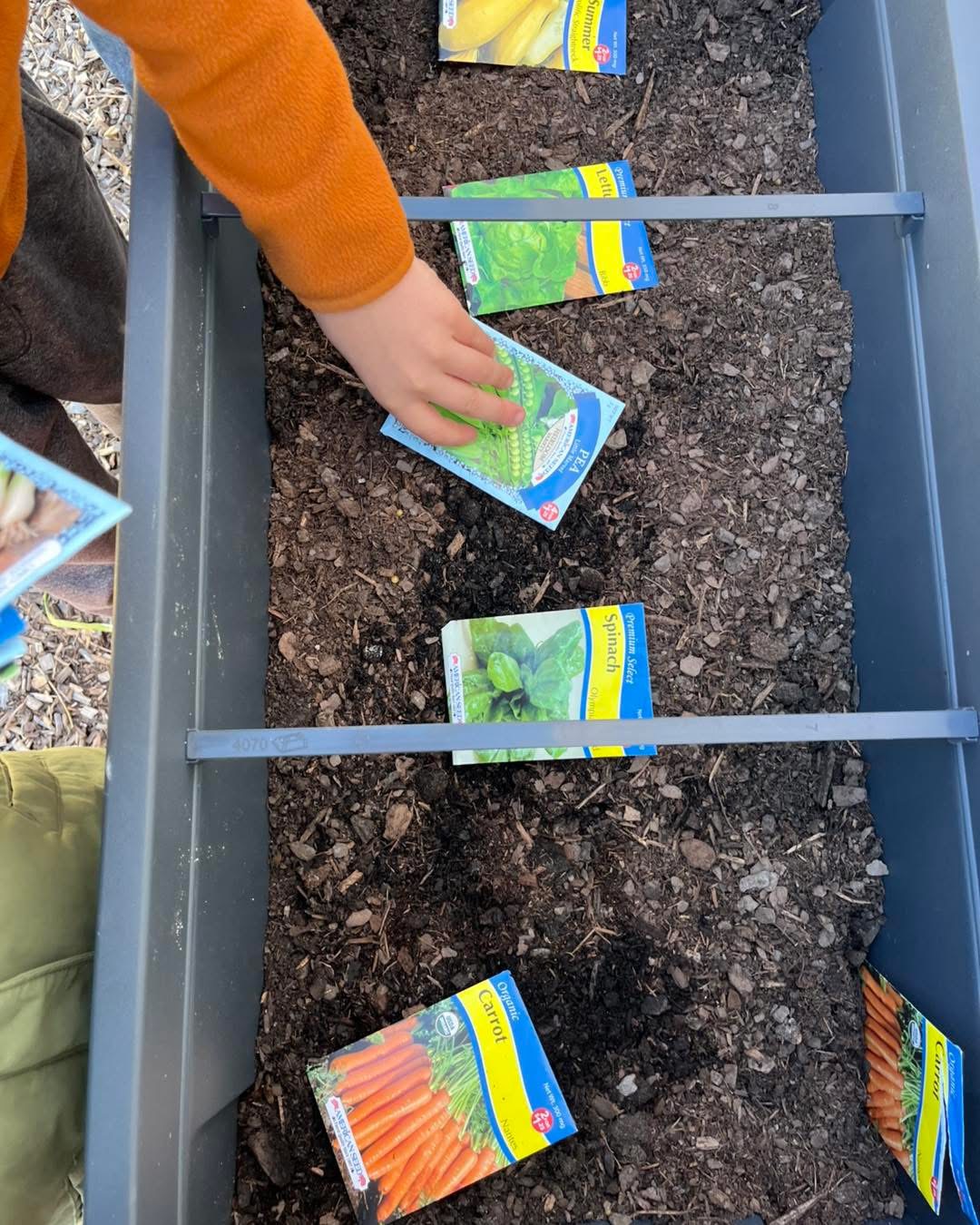Planting seeds in the garden bed