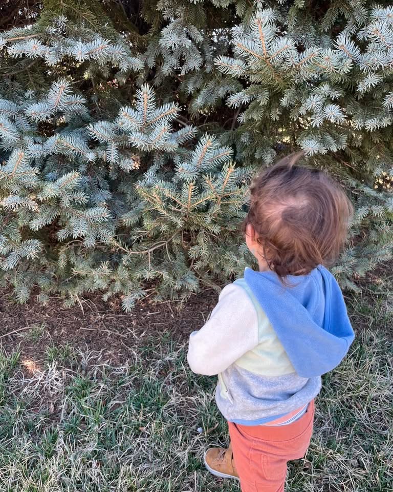 Exploring an evergreen tree outside